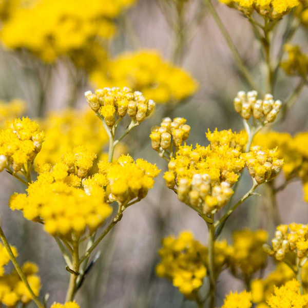 Irene Forte Skincare - Helichrysum Hydrating Toner