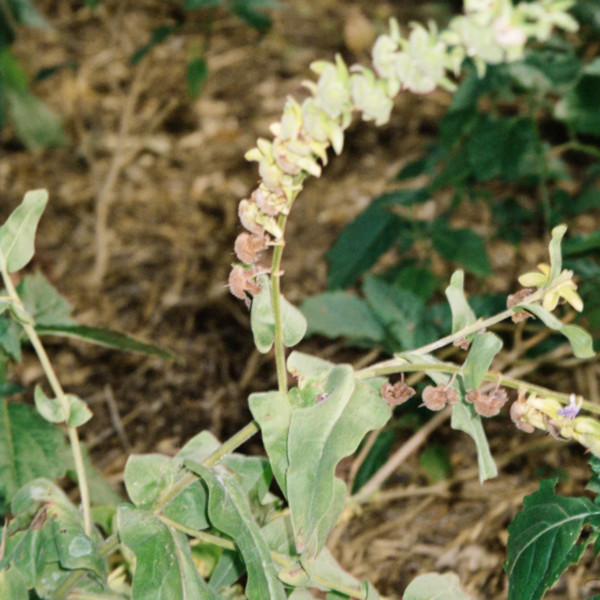 L:a Bruket - Body Lotion Bergamot & Patchouli 093 L:a Bruket - Body Lotion Bergamot & Patchouli 093