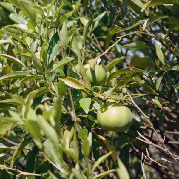 L:a Bruket - Body Lotion Bergamot & Patchouli 093 L:a Bruket - Body Lotion Bergamot & Patchouli 093