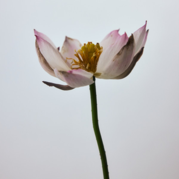 Hyeja - Lotus Purifying PHA Mist