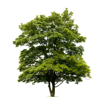 1 tree for the planet 1 tree for the planet