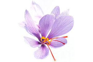 Organic Saffron from Krocus Kozanis Organic Antioxidant Infusions