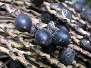 Ungurahua fruit giving hair care oil from the Rahua range Amazon Beauty
