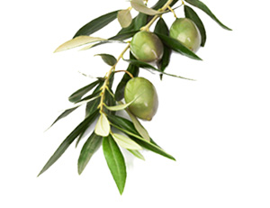 Egyptian Magic Olive Oil